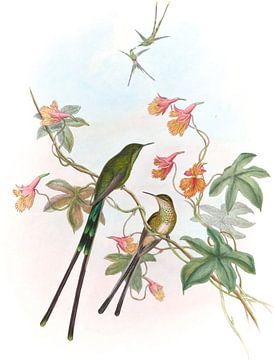 Train-bearer, John Gould by Hummingbirds