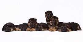 German shepherd puppies by Dagmar Hijmans