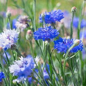 Blauwe korenbloemetjes in een veld art print - botanisch natuurfotografie van Christa Stroo fotografie
