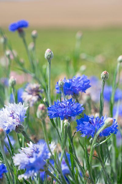 Blauwe korenbloemetjes in een veld art print - botanisch natuurfotografie van Christa Stroo fotografie