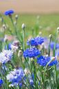 Blauwe korenbloemetjes in een veld art print - botanisch natuurfotografie van Christa Stroo fotografie thumbnail