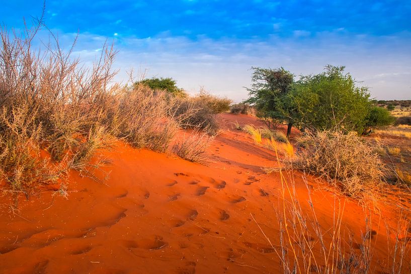 Zandduin in de Kalahari woestijn in het ochtendlicht, Namibië van Rietje Bulthuis
