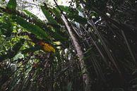 Tropical forest in Quindío by Ronne Vinkx thumbnail