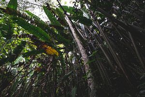 Tropischer Wald in Quindío