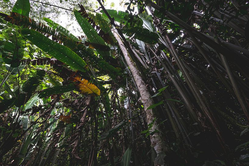 Tropischer Wald in Quindío von Ronne Vinkx