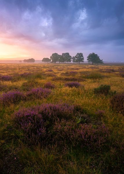 September on the heath by Jeroen Lagerwerf