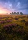 September on the heath by Jeroen Lagerwerf thumbnail