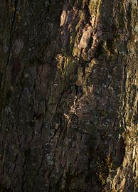 Schors van boomstam van Marcel Kerdijk