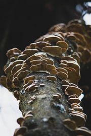 Fairy benches by Natasja Bittner