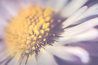 Daisy up close, horizontal (Bellis perennis)
