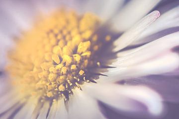 Marguerite de près, horizontale (Bellis perennis) sur Alessia Peviani