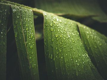 Bananenblad na de regen van Aurica Voss