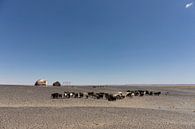 Kudde geiten van bedoeïenenmensen in de Marokkaanse woestijn, de Sahara van Tjeerd Kruse thumbnail
