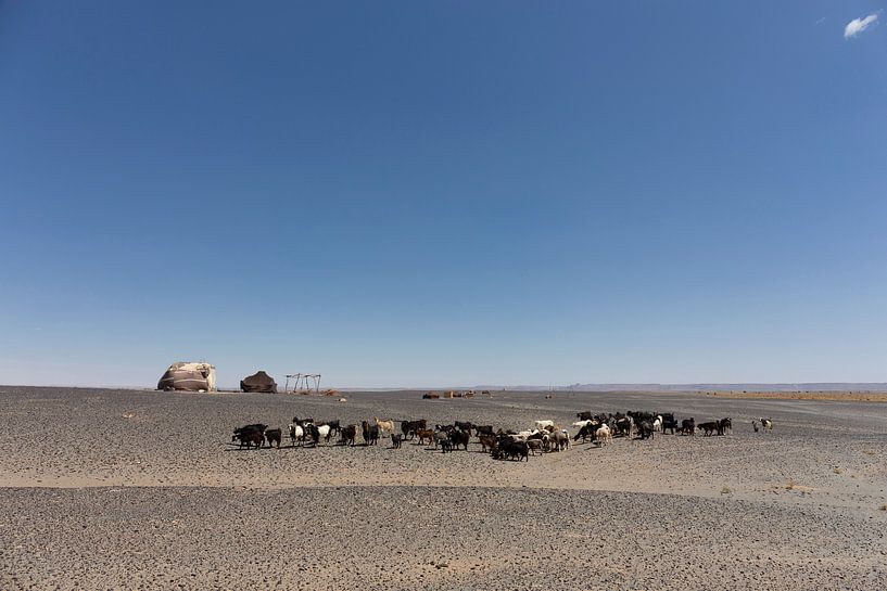 Kudde geiten van bedoeïenenmensen in de Marokkaanse woestijn, de Sahara van Tjeerd Kruse