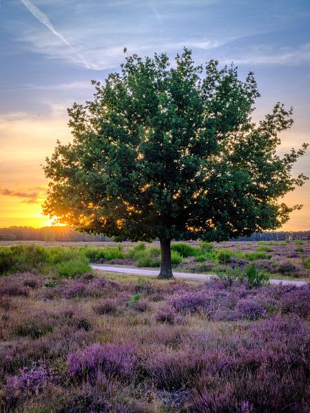 Sonnenuntergang hinter einem Baum mit Heidekraut im Vordergrund in Hilversum von Bart Ros