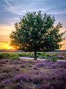 Zonsondergang achter een boom met Heide op de voorgrond in Hilversum van Bart Ros thumbnail
