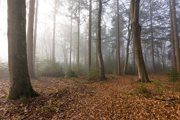 Foggy forest path with tall trees by AdJ Fotografie