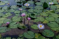 Waterlelies in Bali van Ellis Peeters thumbnail