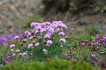 Purple happiness in Iceland
