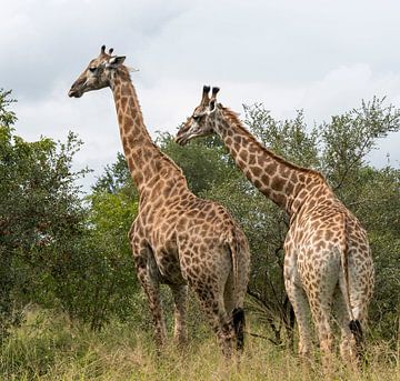 giraffes in south africa van ChrisWillemsen