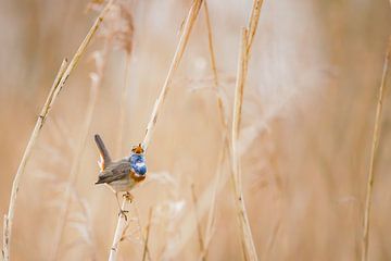 Zingende Blauwborst in het Riet met zonsopkomt tegen een goud/ zand kleurige achtergrond van Dennis van Hof