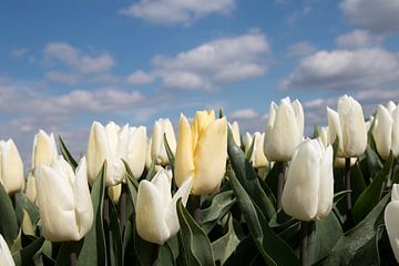 une tulipe jaune pastel dans un champ de tulipes blanches sur W J Kok