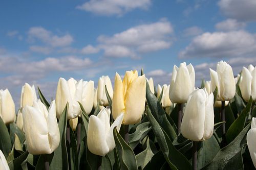 een pastel gele tulp in een wit tulpenveld