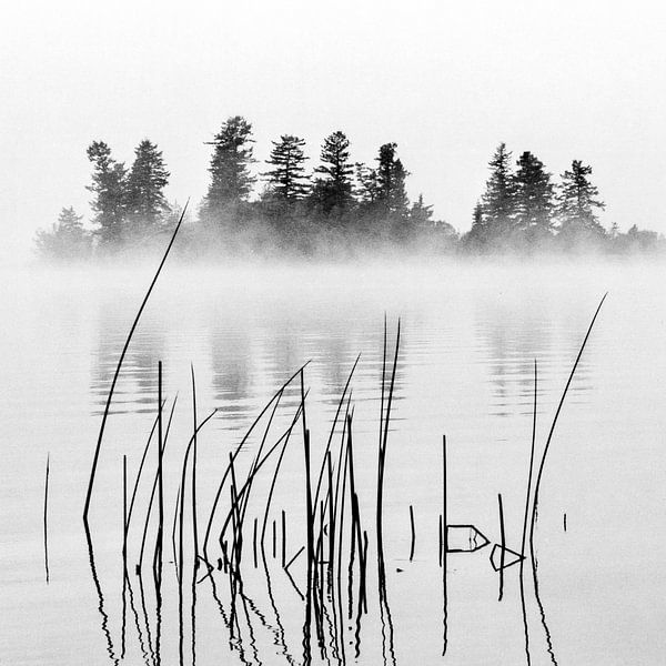 Fog by Lieke Doorenbosch