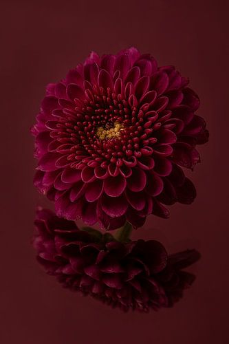 Peace and simplicity: Still life with flowers: the Chrysanthemum