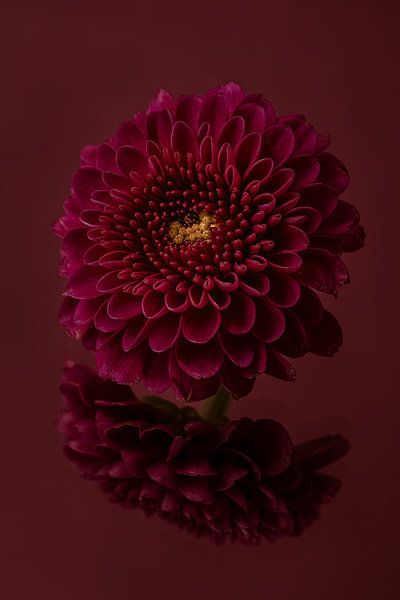 Rust en eenvoud: Stilleven met bloemen: de Chrysant van Marjolijn van den Berg