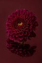 Rust en eenvoud: Stilleven met bloemen: de Chrysant van Marjolijn van den Berg thumbnail