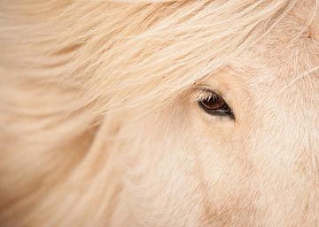 Fegurð van Islandpferde  | IJslandse paarden | Icelandic horses