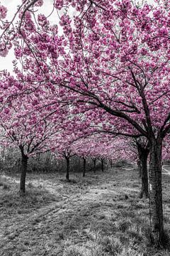 Cherry trees in perfect bloom by Melanie Viola