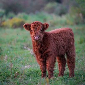Schotse Hooglander baby van Tom Zwerver
