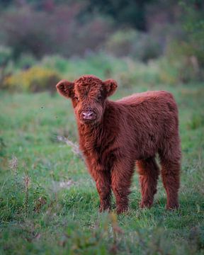 Scottish Highlander baby by Tom Zwerver