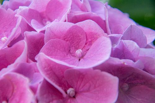 Hortensia close-up
