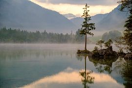 Tree in the fog in a lake by Willem Laros | Reis- en landschapsfotografie