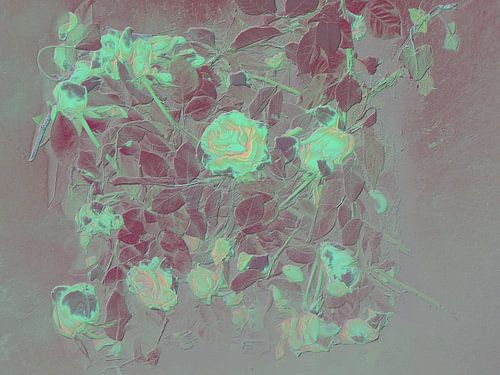 Schoonheid van Uitgebloeide Rozen