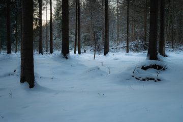 Bos in de sneeuw van Tim Vlielander