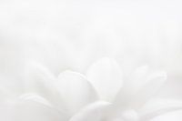 white petals