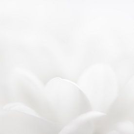 white petals van Drie Bloemen Gallery