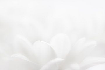 white petals van Drie Bloemen Gallery