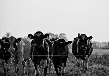 The Cows of 0346