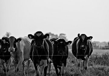 The Cows of 0346 van Maurice Moeliker
