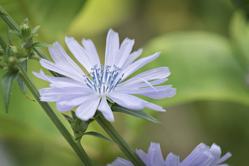 Paarse bloem van Lonneke Prins