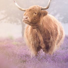 Laak10 (Daryl Oeben) profielfoto