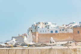 3 seagulls on the city walls of Essaouira, Morocco by Ron van der Stappen
