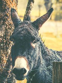 Good morning Saffrane by Miriam Meijer, en pleine campagne.....