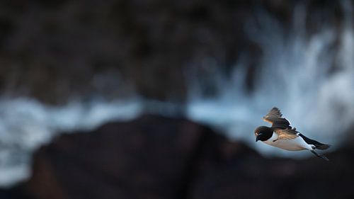 Razorbill in the storm