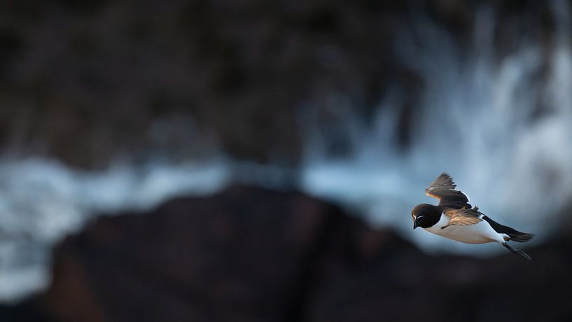 Razorbill in the storm by Rene van Dam